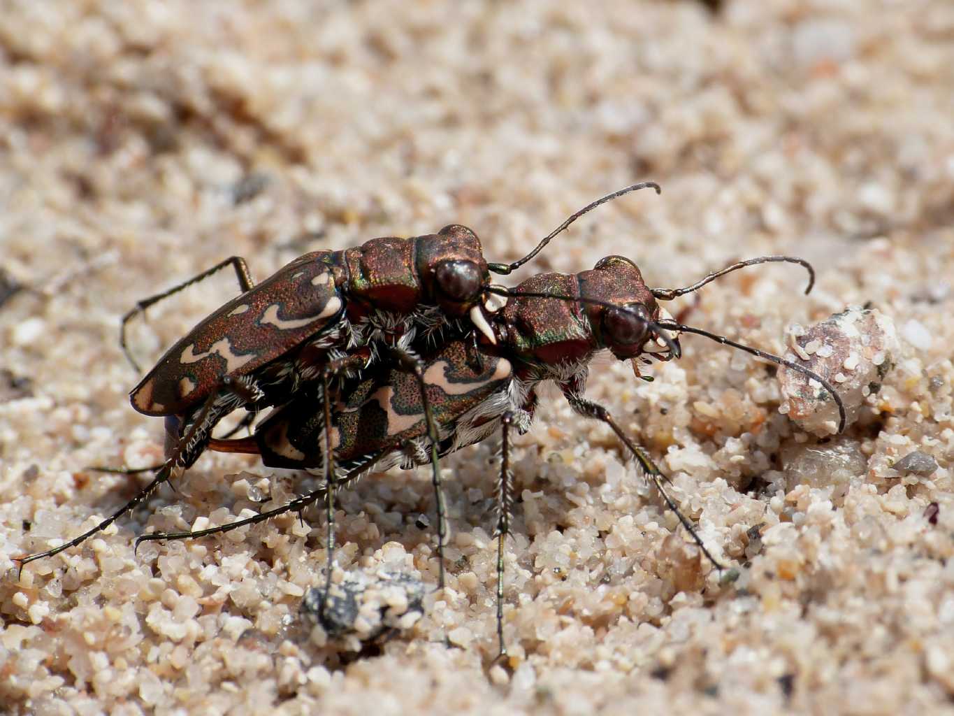 Lophyra flexuosa sardea e Calomera littoralis
